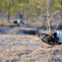 Open transition mires are ideal displaying ground for Black grouse. Up to 30 males gather on the Postrezhskoe mire.