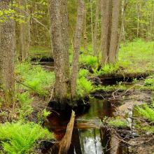 The Reserve holds many natural small rivers, surrounded by swampy black alder forests. 