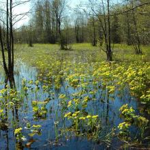 Marsh marigold begins to blossom in early spring on the floodplain meadows of the Berezina River.