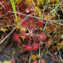 The Round-leaved sundew is a unique carnivorous plant, common in the Reserve’s mires. 