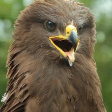 The Lesser spotted eagle is protected species of birds of prey, which is common in open biotopes in the Berezina floodplain. 