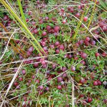 Berries of the Bog cranberry ripen on bogs in spring. It serves as a perfect food for many animal species.