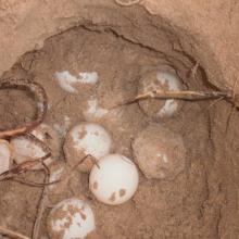 Suivi des nids de tortues marines dans la RNCP