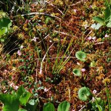 Sphagnum-cranberry phytodiversity of the bog at the shore of Lake Maricheika