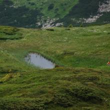 Wetland area in the alpine belt of Chornohora massif