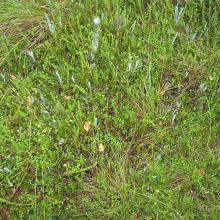 Grass-scrub moss cover of Mishok Bog