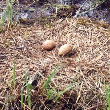 Nest of Grus grus in the swamp "Myroshi"