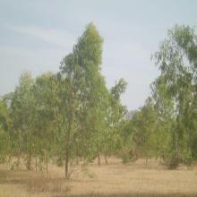 Plantation d’eucalyptus au bord du barrage 