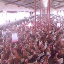 Environ 2000 poules pondeuses dans la ferme