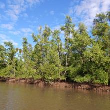 Mangroves le long du chenal