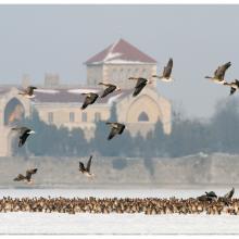 Tens of thousands of geese and thousands of ducks roost on Lake Öreg, in front of the baroque style Castle of Tata during the migration period