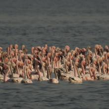 congregation of Lesser flamingoes