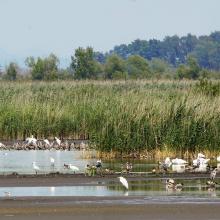 Flocking waterbirds on the mudbanks of the Ingó Grove at the Kis-Balaton.