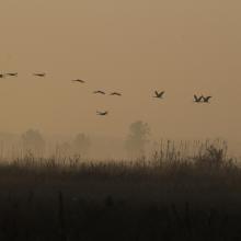 Crane migration at 'Nagy-szék-lápa' marsh
