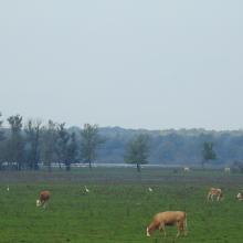 Coexistence between humans and nature, Gračansko Field
