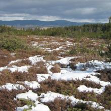 The active bog in the central part of the site