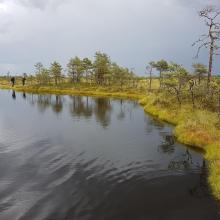 Bog pool in Kuresoo, Soomaa NP Bog pool in Kuresoo, Soomaa NP