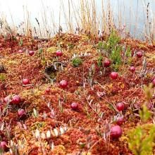 Cranberries on Sphagnum carpet, near bog pool. Drosera flower sems in background.