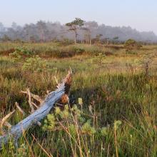 Morning mist on raised bog, with cottongrass and white beak-sedge.