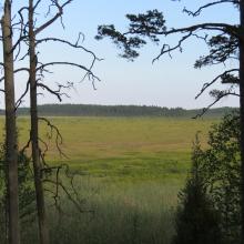 View to the bog