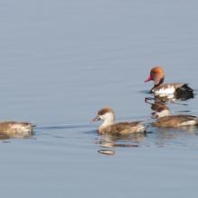 Migrant Duck_Red-crested Pochard