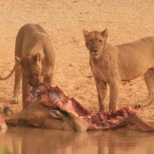 Des lions dévorant une carcasse 