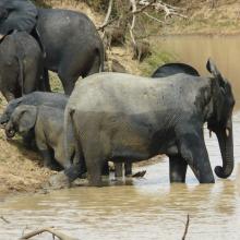 Un troupeau d’éléphants dans la zone humide
