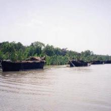 Boats carrying the harvested Golpata (Nypa fruiticans) from the Sundarbans