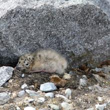 Glaoucous gull chick