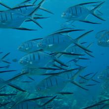 Marine life surrounding Klein Curacao