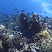 Marine life surrounding Klein Curacao