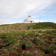 The path up to the lighthouse is between corridors of puffins nests in the ground