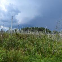 Mezotrophic bog of Somyne Swamps