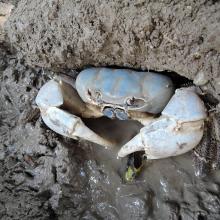 Christmas Island blue crab (photo credit: Isarena Schneider)