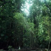 Stand comprising some of the largest mangrove trees ever recorded (photo credit: Max Orchard)