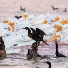 Pelícanos y cormoranes en la ciénaga