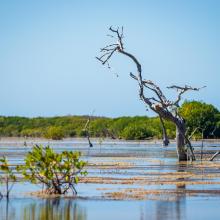 Vegetación acuática asociada al manglar