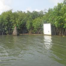 Portion de mangrove sacralisée sur la lagune côtière à Grand-Popo