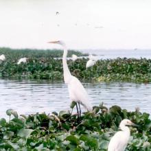 La Laguna de Zapotlán brinda albergue, abrigo y alimentación a cuando menos 44 especies de aves residentes y migratorias, entre ellas garzas, zambullidores, pelícanos, cigueñas, patos pejijes, cercetas, chorlitos, gallaretas, abocetas y jacanas, por tan sólo citar algunas.