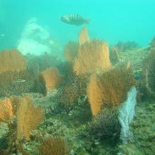 Corales Abanico